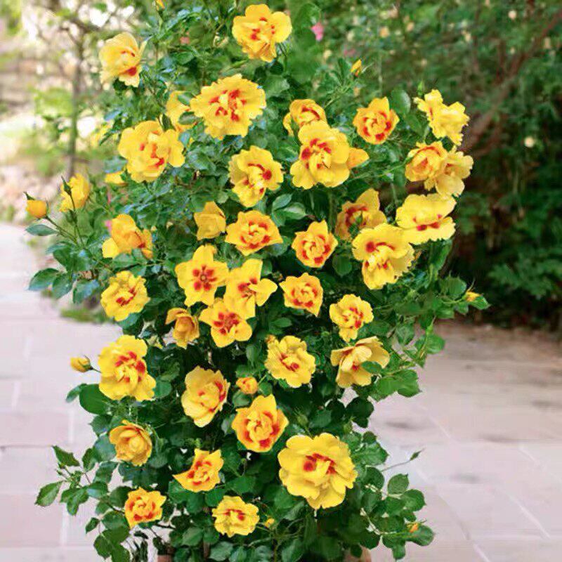 黄色柠檬妆容水巴比伦眼睛 月季花苗丰花月季盆栽 多季开花玫瑰