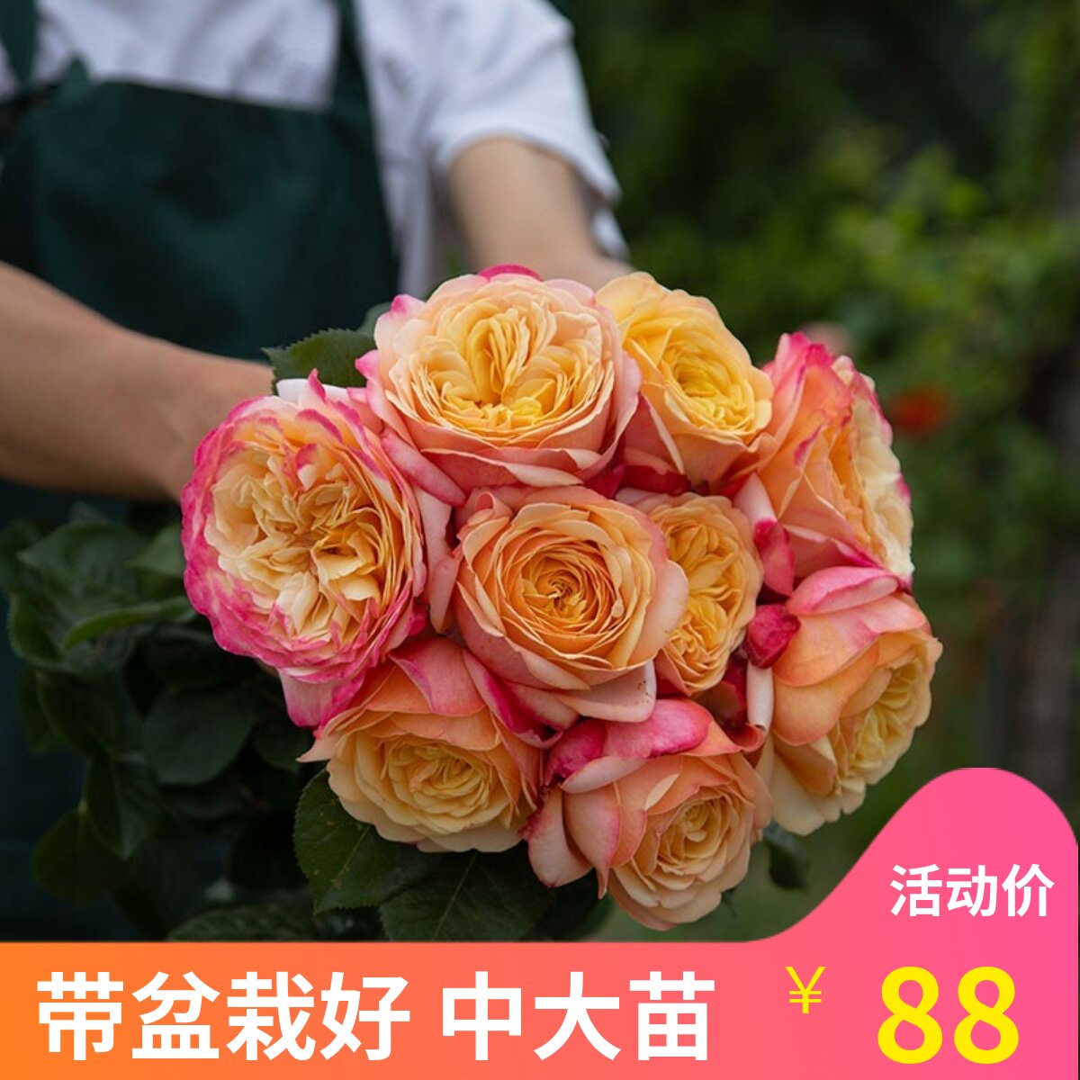 多季多年生好种植月季盆栽