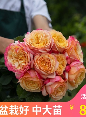 卡普里Capri 灌木切花月季花苗阳台盆栽庭院花卉浓香橙黄色抗病好