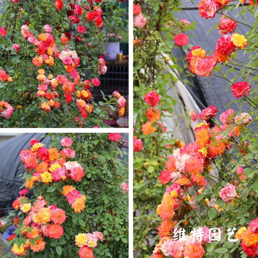 维特园艺多季开花多年生好养月季