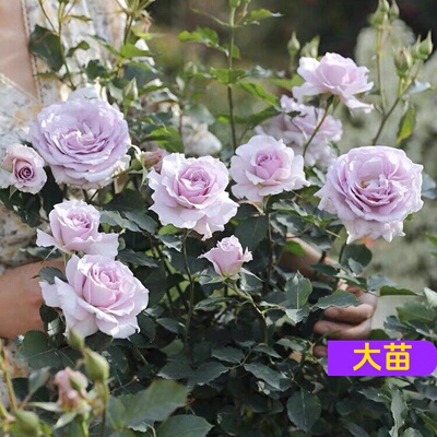 新浪潮月季苗浓香大花勤花阳台