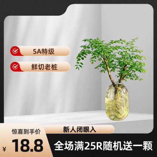 网红小叶女贞水培植物鲜切枝易活生根禅意茶室高级感居家摆件水培