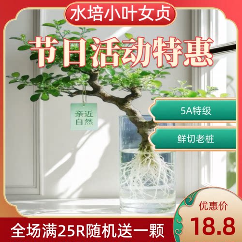 鲜采现发水培小叶女贞 新手好养水养绿植 室内软装净化空气花卉