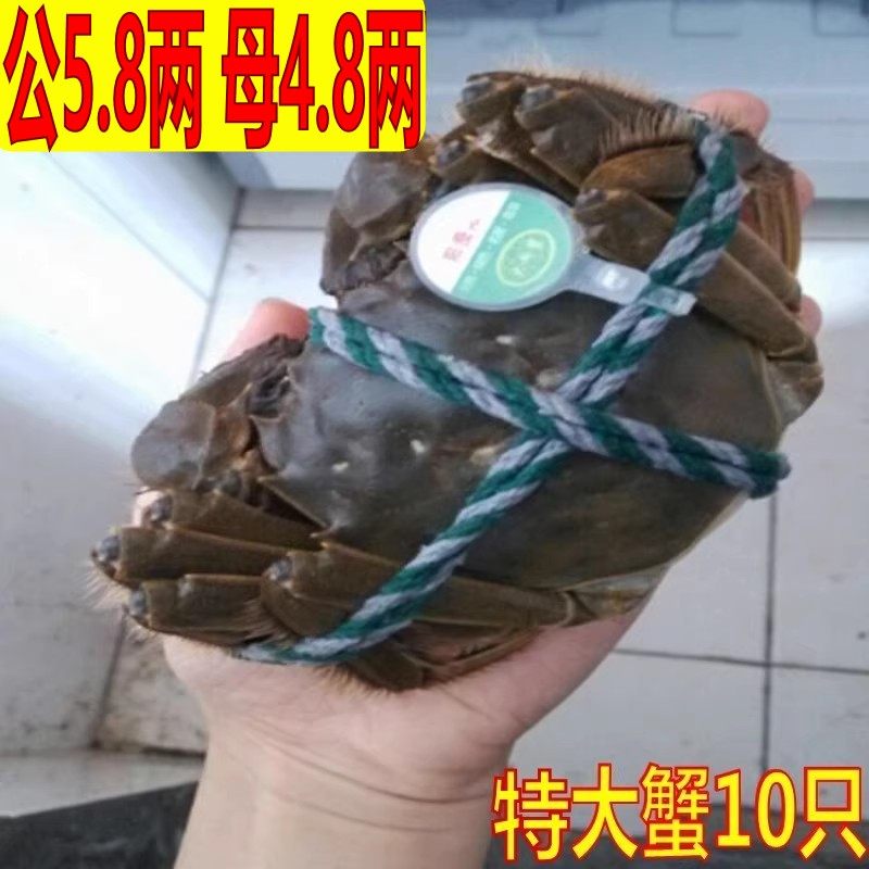 鲜活大闸蟹公5.5-5.8母4.5-4.8两礼盒装买6只送2只去绳重