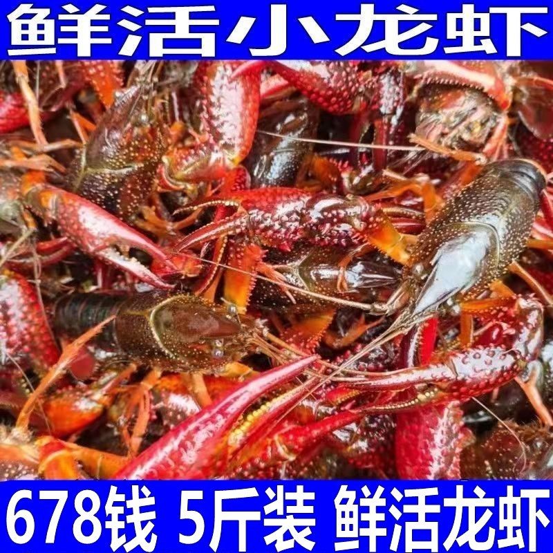 江苏鲜活小龙虾鲜活青壳红壳现货活虾
