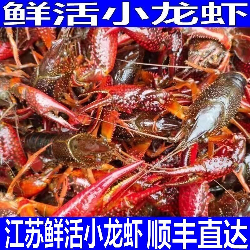 【炮头至尊】江苏鲜活小龙虾鲜活活虾