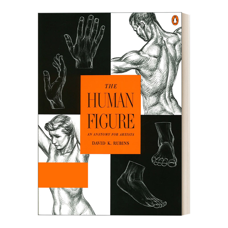 人体特征 英文原版 The Human Figure 艺用人体剖析 美术 绘画指南 David K. Rubins 英文版 进口英语原版书籍