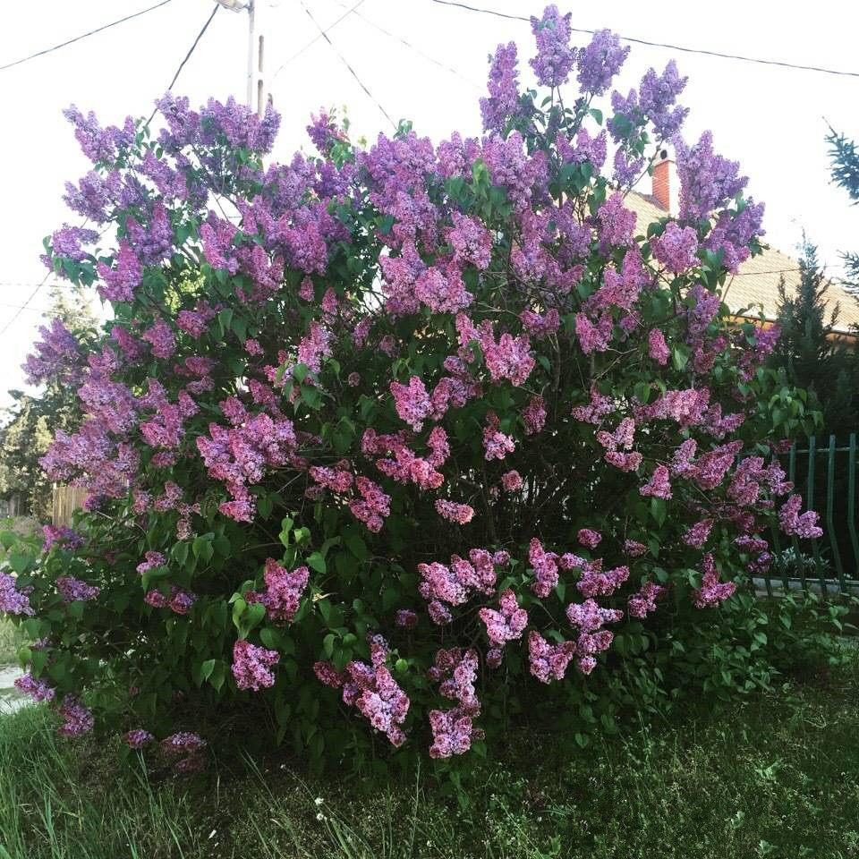 丁香花树苗 四季开花 庭院 植物 绿化 树苗 丁香花苗海棠树苗盆栽|ruв категории доставка цветов/цветок моделирования/растения садоводства, садовое растение/даосское дерево/фруктовых деревьев, видовой лист/цветочный куст - от Buy2taobao.com для оказания профессиональной услуги покупки агента Taobao