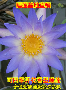 蓝色小花睡莲香型带花苞家庭盆栽水培水生植物四季花卉碗莲根块茎