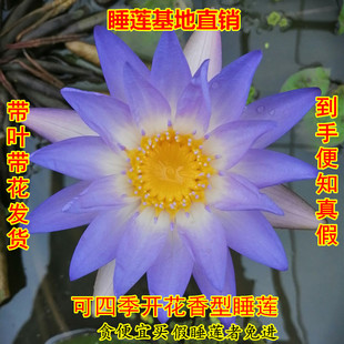 花卉碗莲根块茎 蓝色小花睡莲香型带花苞家庭盆栽水培水生植物四季