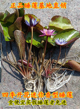 香型迷你成品苗池塘四季水生睡莲