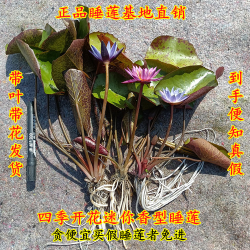 香型迷你成品苗池塘四季水生睡莲