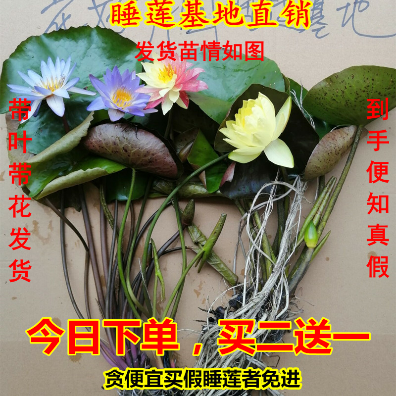 睡莲四季荷花池塘包成活根块