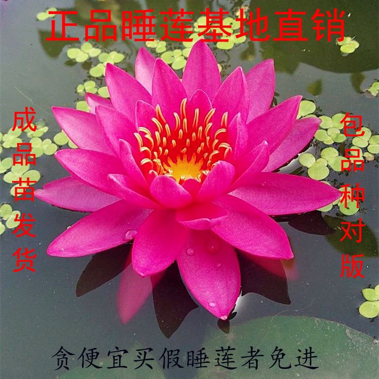 正品谭群莲花盆栽耐寒睡莲成品苗水培植物四季室内睡莲苗池塘水养