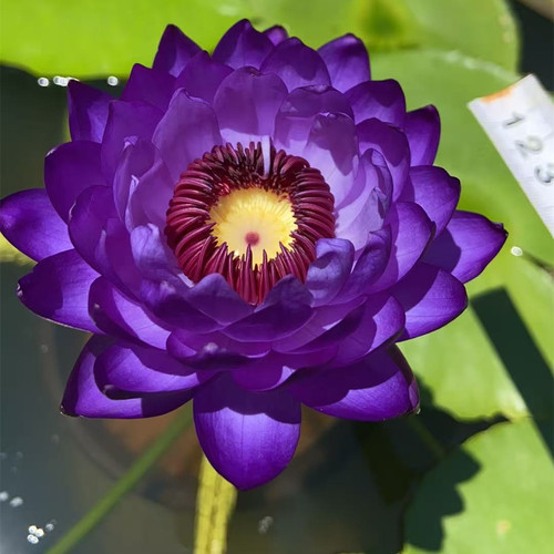 稀有澳洲睡莲水培带苞易养