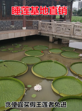 王莲水生植物池塘秋季正品