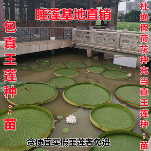 池塘水生植物大型克鲁兹亚马逊霸王莲荷花超大型睡莲王莲叶可载人