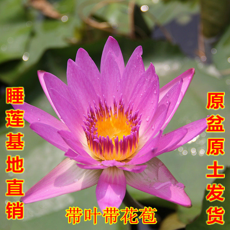鲁比四季开花香型睡莲水培水生莲花鱼缸庭院水池塘荷花盆栽带花苞