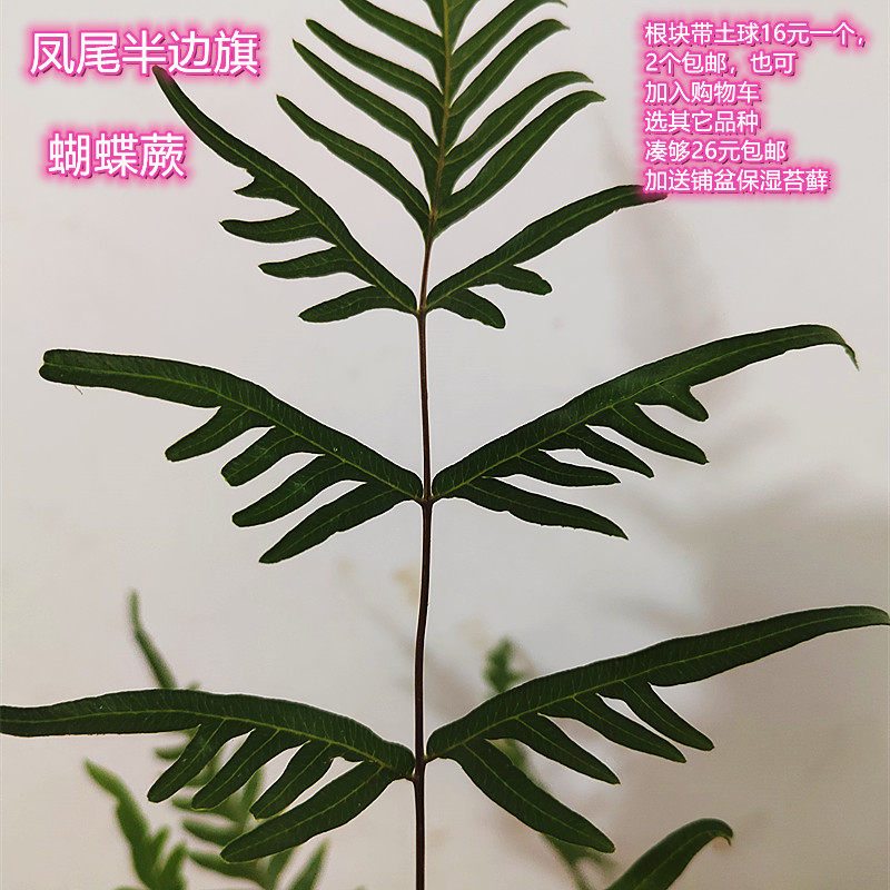 凤尾蝴半边旗蝶蕨磷毛蕨一叶蕨乌毛蕨狼尾蕨观音马蹄金毛紫箕蕨