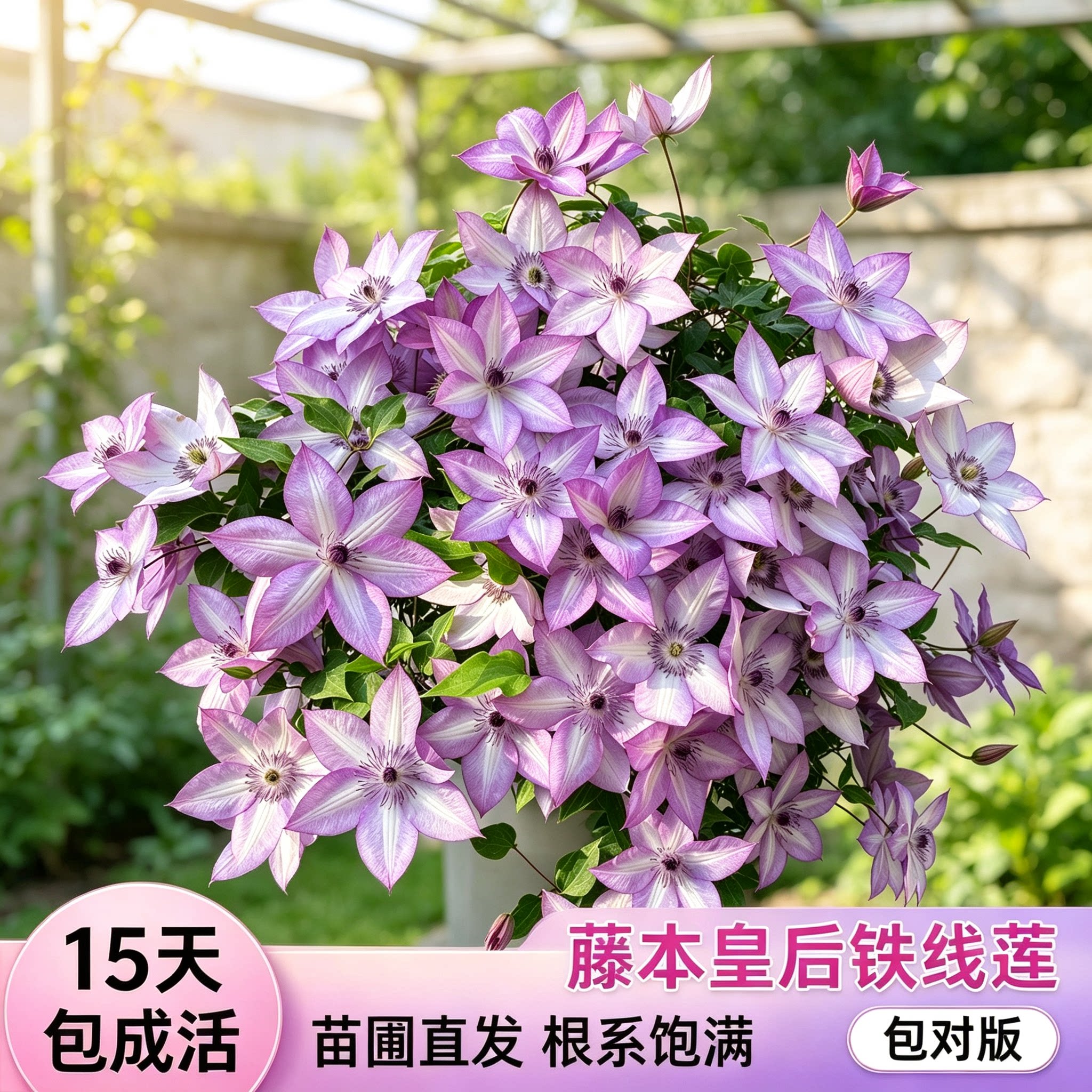 铁线莲约瑟芬新幻紫幸运符昼天使乌托邦庭院花园盆栽爬藤花卉植物