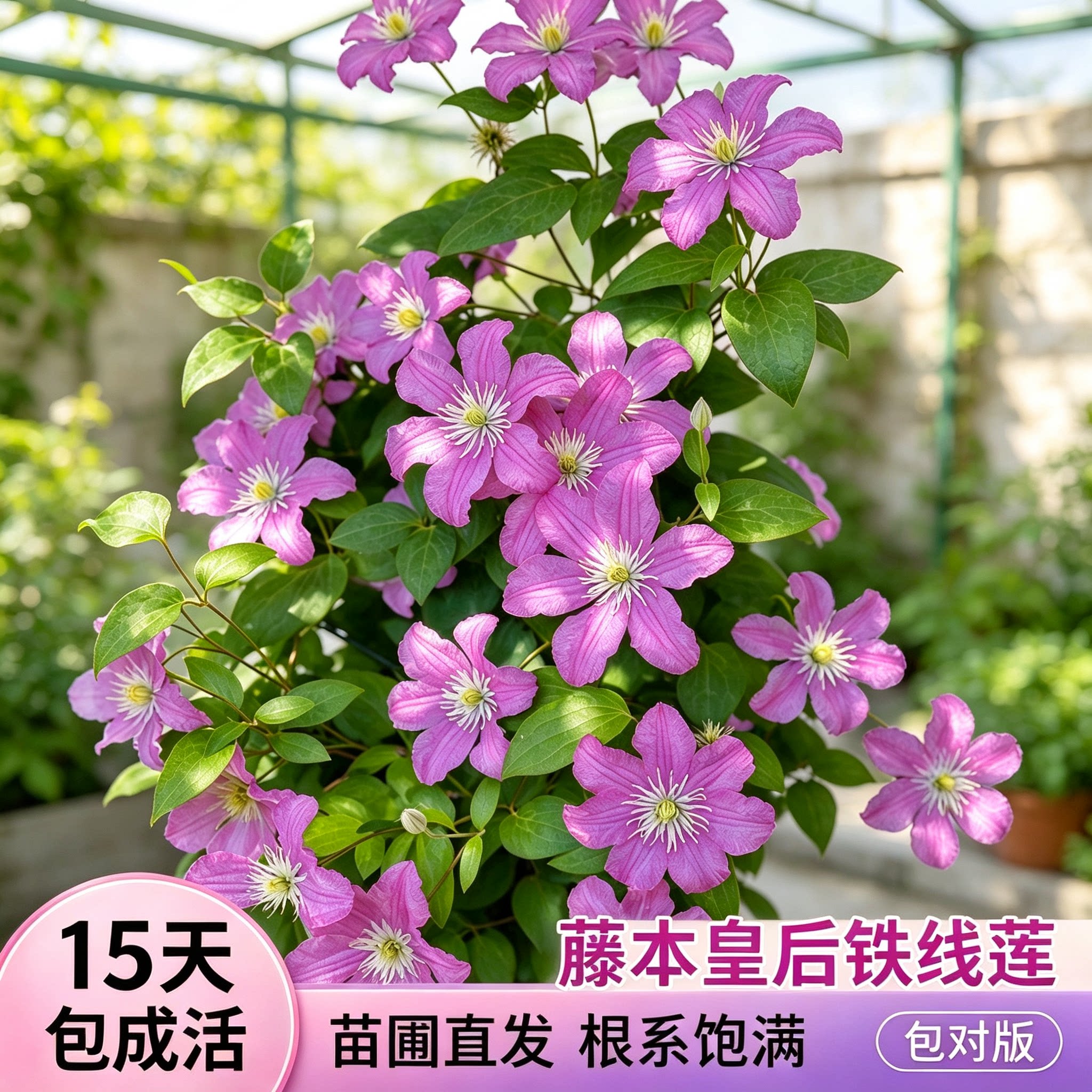 藤本皇后铁线莲包查德女伯爵倒影盆栽带花苞爬藤植物庭院花园阳台