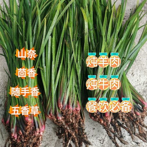 贵州现挖新鲜五香草1斤 去腥香料茴香菖蒲山赖可食用带根盆栽香料
