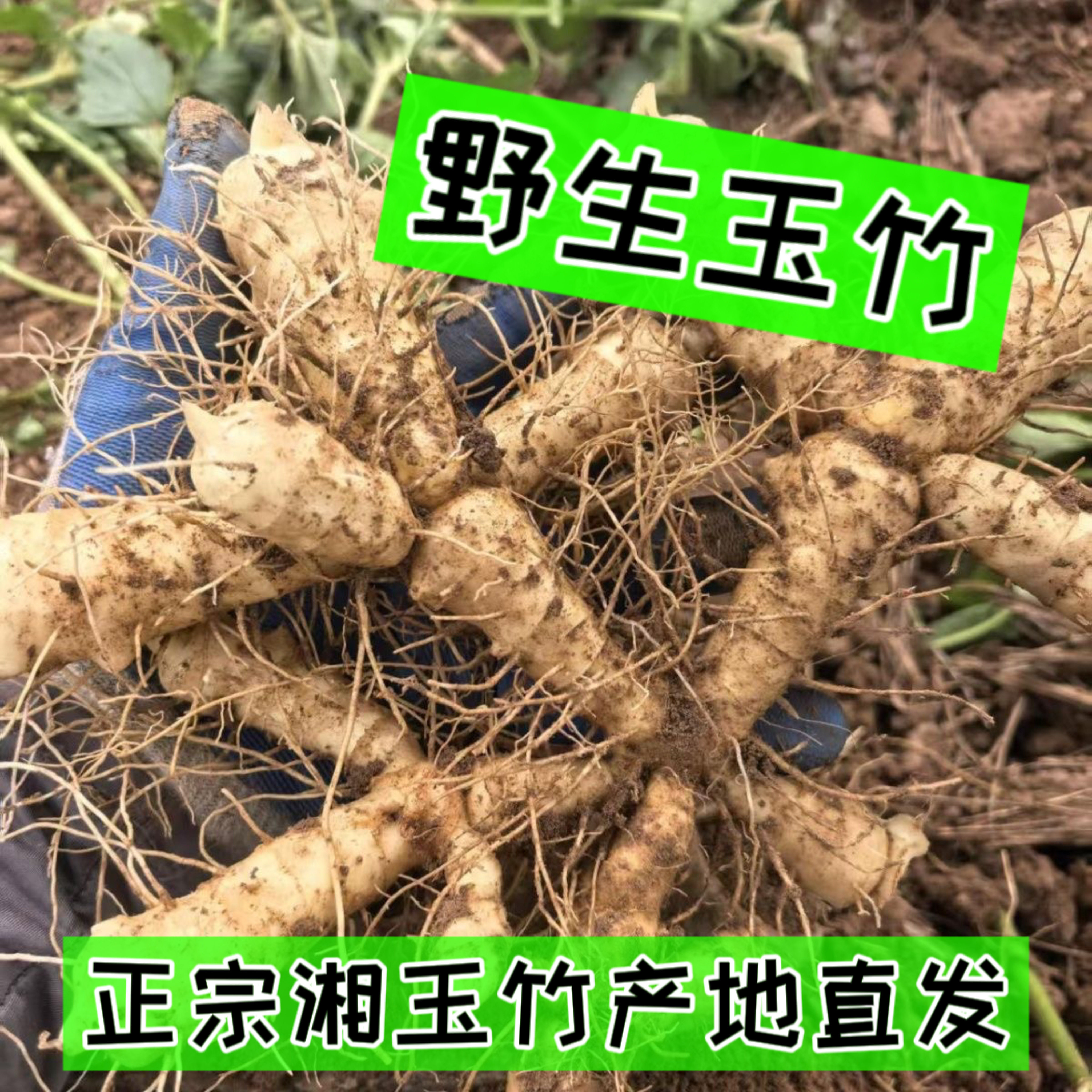 新鲜玉竹炖汤农家现挖鲜玉竹滋补搭配麦冬沙参泡茶药膳煲汤料500g