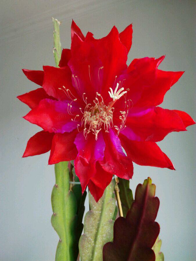 进口令箭荷花 红色大花 叶片15-20厘米 花色鲜艳 易成活