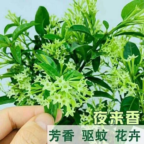 夜来香花苗盆栽阳台庭院夏季驱蚊植物香草树苗夜来香花卉当年开花