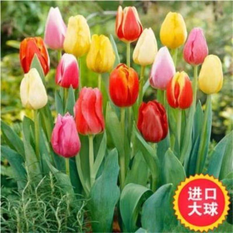 荷兰进口郁金香大种球四季水培土培耐寒花卉种子室内阳台水养植物