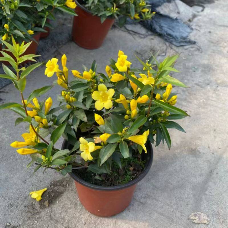 法国香水藤盆栽阳台室外爬藤植物茉莉花