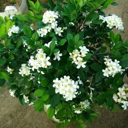 九里香盆栽开花浓香型花卉七里香绿植开花室内植物多季开花带香味