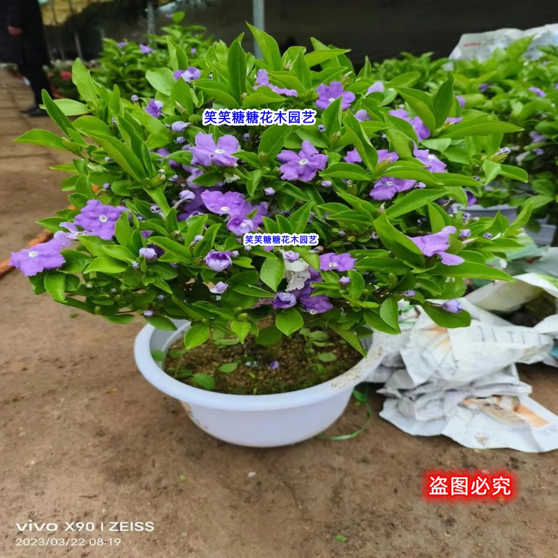 大盆独干双色茉莉鸳鸯茉莉开花带茉莉花