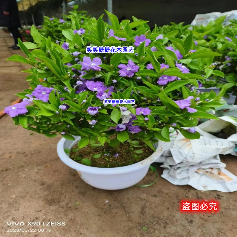 大盆独干双色茉莉鸳鸯茉莉开花带香味四季好养阳台庭院养护