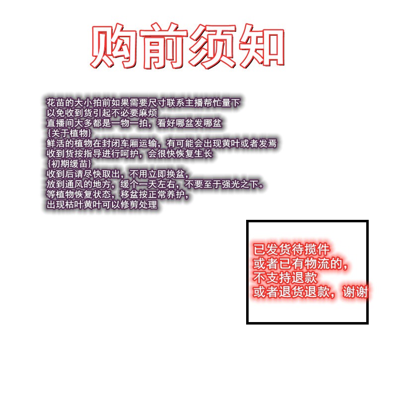 笑糖花卉盆栽花卉直播间专拍付款链接按主播说价格拍 私拍不发货