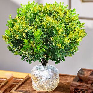 香水米兰花盆栽棒棒糖花卉植物室内阳台庭院地栽