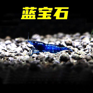 蓝宝石虾观赏虾清苔除藻工具米虾淡水除藻虾鱼缸小虾蓝丝绒