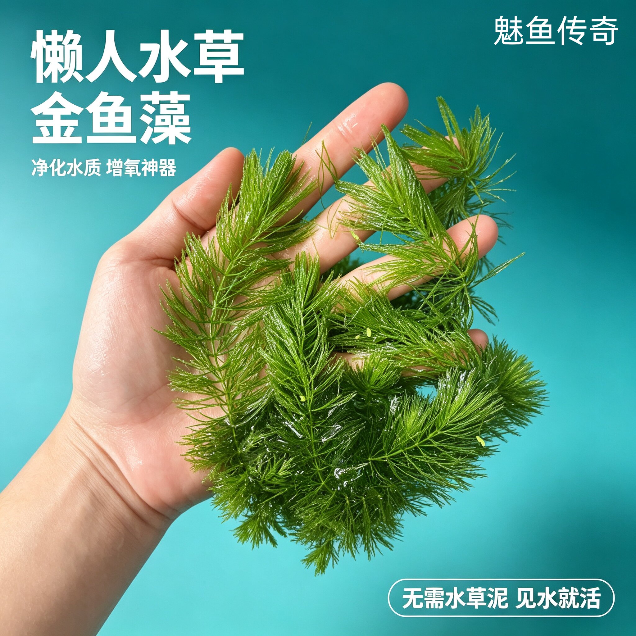 金鱼藻水草淡水鱼缸造景挂卵繁殖净化水质母鱼繁殖小鱼躲避冒泡