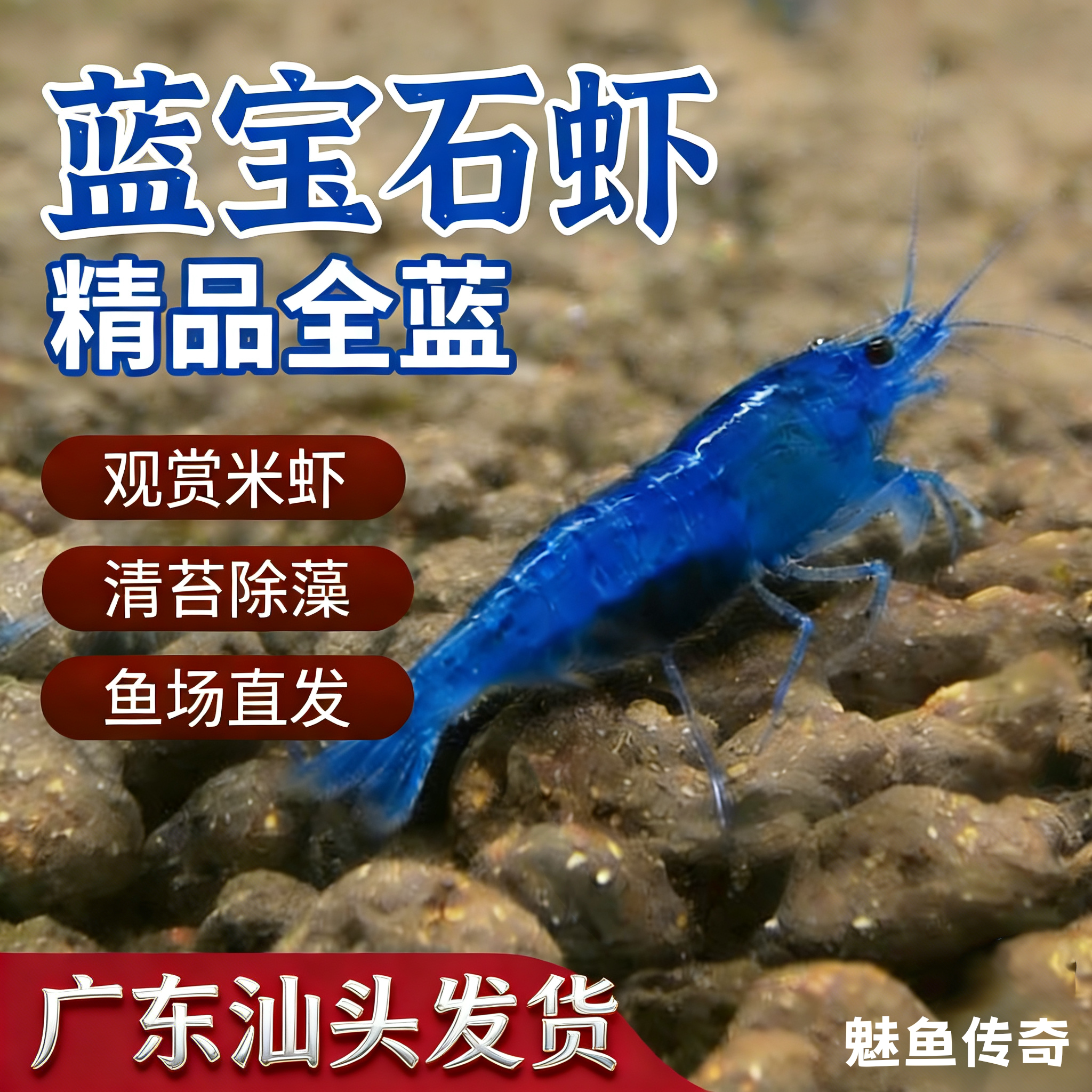 精品蓝宝石虾观赏虾米虾淡水清苔除藻工具虾鱼缸小虾