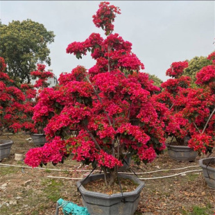 大型三角梅盆景 景观三角梅四季 开花 水红色三角梅造型树