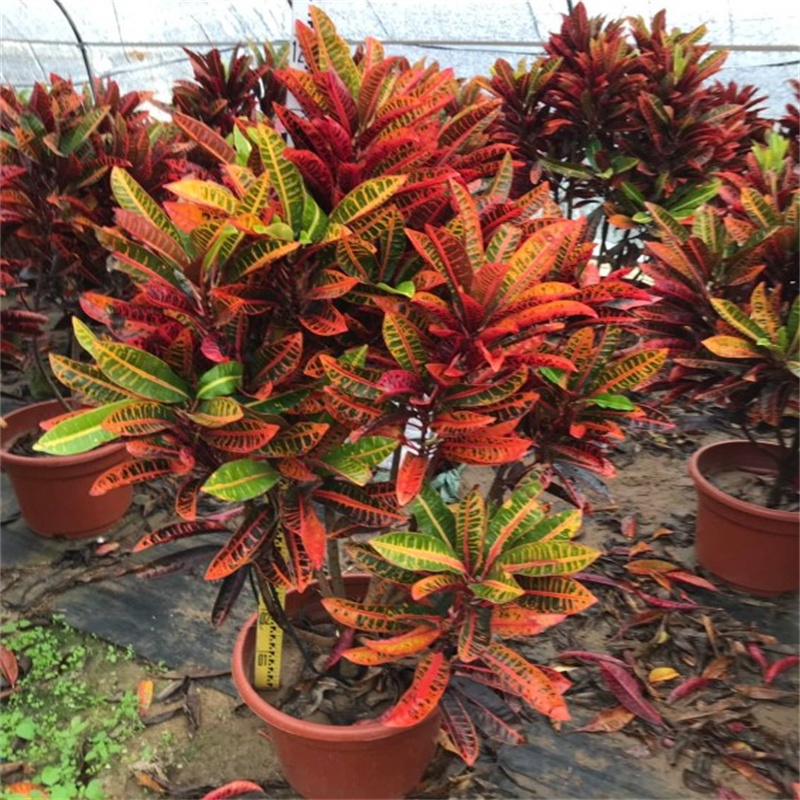 老实人苗木变叶木漂亮