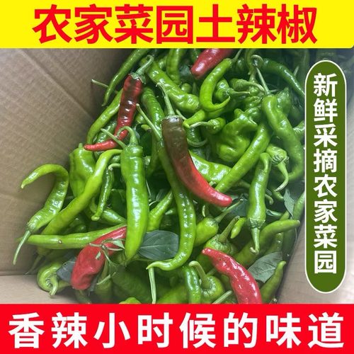 江西农家辣椒新鲜土辣椒青椒特辣爆辣现摘现发辣味 十足