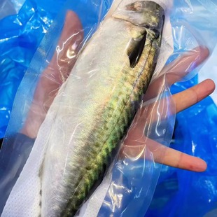 冰鲜青花鱼鲭鱼白腹鲭日料店刺身级别可生吃