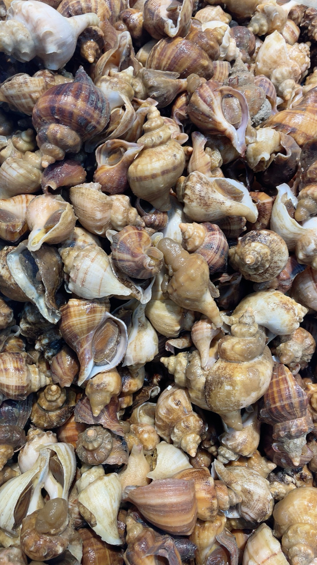 鲜活角螺新鲜小海螺大连獐子岛海螺海鲜贝类海螺