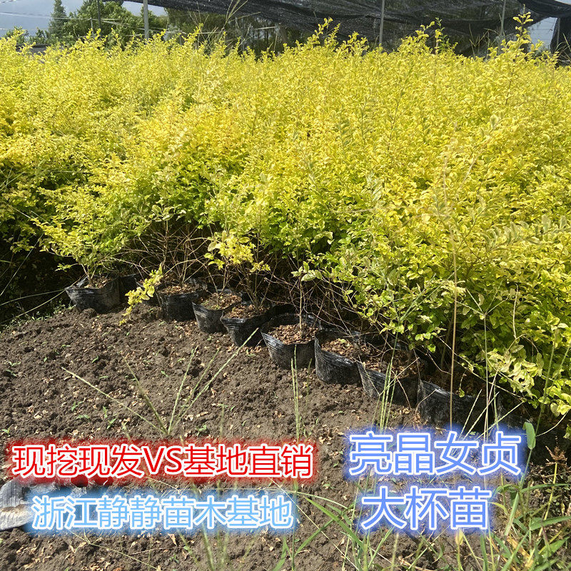 亮晶女贞树苗川滇蜡树新款棒棒糖色块四季常青庭院绿化工程苗花坛