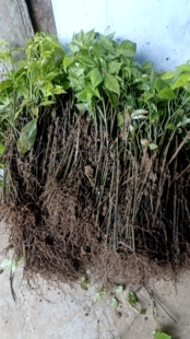 小叶紫藤三叶青扦插苗 园藤 苗长15-30公分 100棵起发货全国包邮