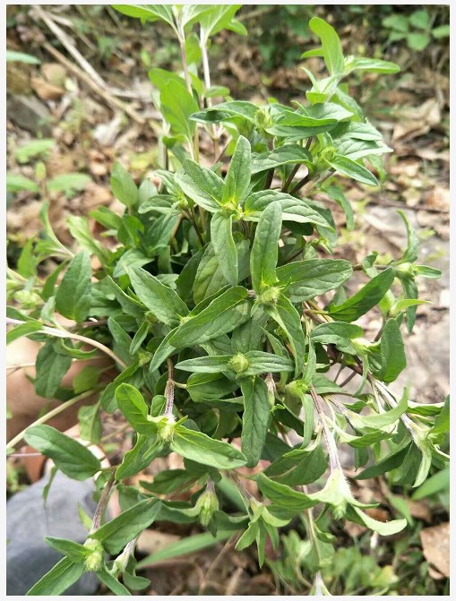 夏枯草苗 7毛5一颗100棵起发货夏枯球长度5-20公分