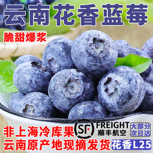 现摘 产地直发 云南蓝莓鲜果新鲜水果孕妇怡颗蓝莓l25花香特大果