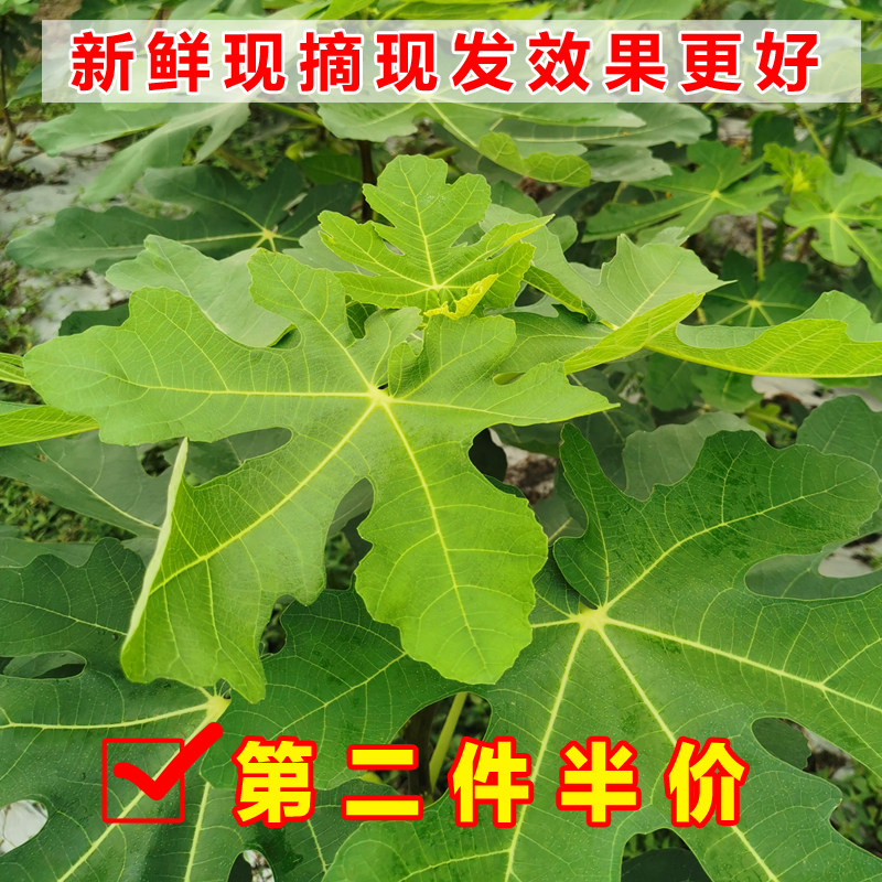 新鲜无花果叶现摘现发无花果树叶子枝茎鲜叶非干叶子1斤顺丰包邮