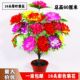 18头菊花枝仿真清明祭奠公墓装 饰花束祭祀扫墓绢花上坟假花塑料花